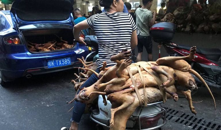 Vários açougueiros com cães sacrificados no mercado de Yulin, nesta quinta-feira