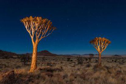 Árvores de aloe sob o céu noturno na reserva natural de NamibRand, na Namíbia.