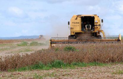 Máquina colhe alimentos exportados para China.