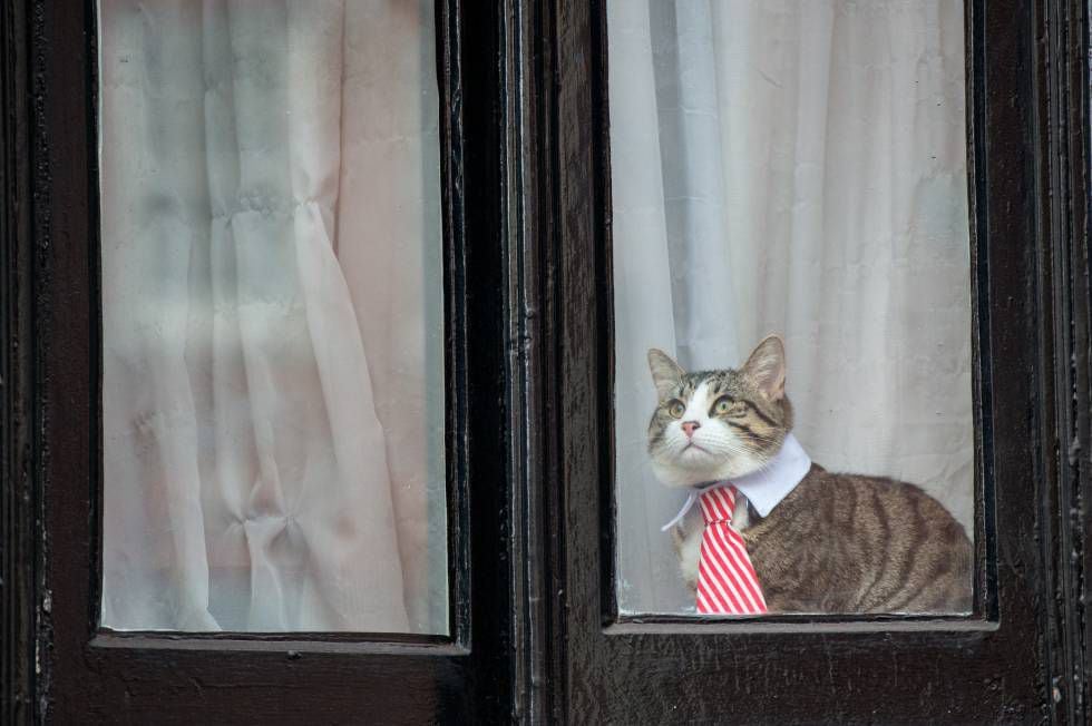Um dos gatos mais famosos do século XXI: o que vive com Julian Assange e usa uma gravata colorida.