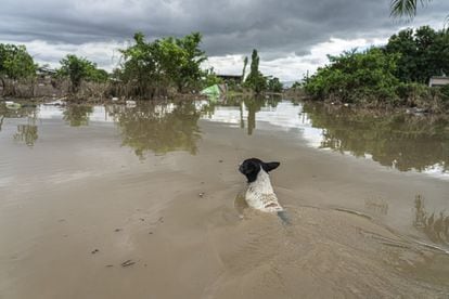 Um cachorro nada pelas ruas inundadas da região de San Cristóbal em San Pedro Sula.