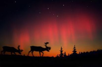 Auroras boreales e alce na Laponia norueguesa.