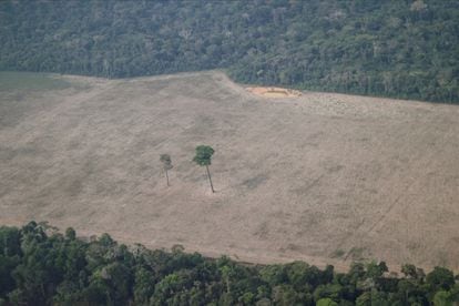 Imagem aérea mostra árvore solitária em uma área desmatada perto de Porto Velho, Rondônia, em agosto do ano passado.