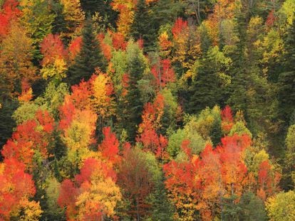 Los colores del otoño. La foto es del año pasado en el valle de Ordesa, en el Pirineo aragonés. / DAVID SANTIAGO GARCIA (GETTY)