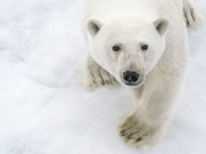 Um urso polar no Ártico.