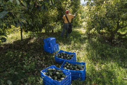 Um trabalhador corta abacates em uma plantação.