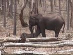 A elefanta trata de ajudar à criança malherida pelo ataque de um tigre.