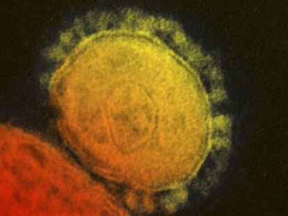 O coronavírus foi identificado pela primeira vez em 2012.