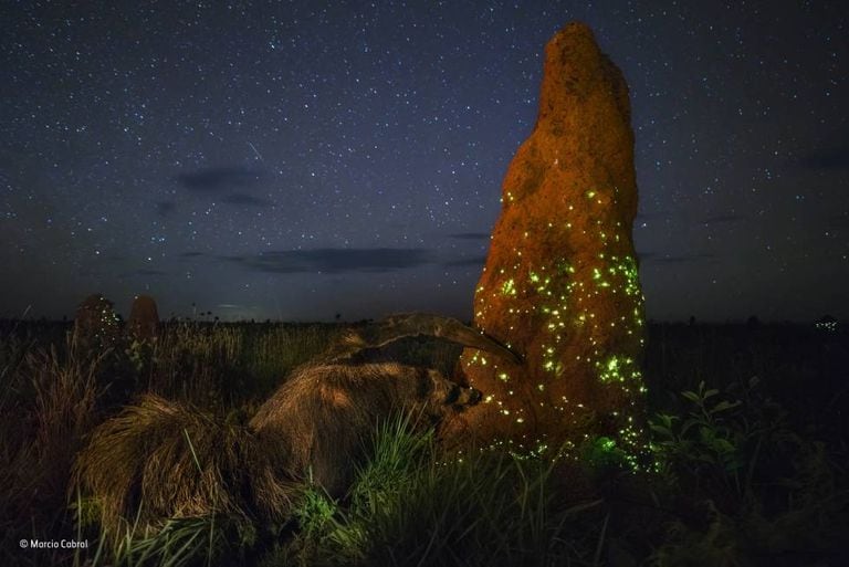 O ‘Invasor Noturno’, a fotografia desclassificada.