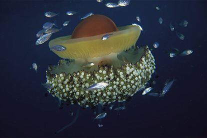 Espécime da medusa 'Cotylorhiza tuberculata', bastante comum no Mediterrâneo e que foi alvo da experiência sobre a adaptação às mudanças.