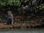 An injured adult male jaguar sits on the bank of a river at the Encontros das Aguas Park, in the Porto Jofre region of the Pantanal, near the Transpantaneira park road which crosses the world's largest tropical wetland, in Mato Grosso State, Brazil, on September 15, 2020. - The Pantanal, a region famous for its wildlife, is suffering its worst fires in more than 47 years, destroying vast areas of vegetation and causing death of animals caught in the fire or smoke. (Photo by Mauro Pimentel / AFP)