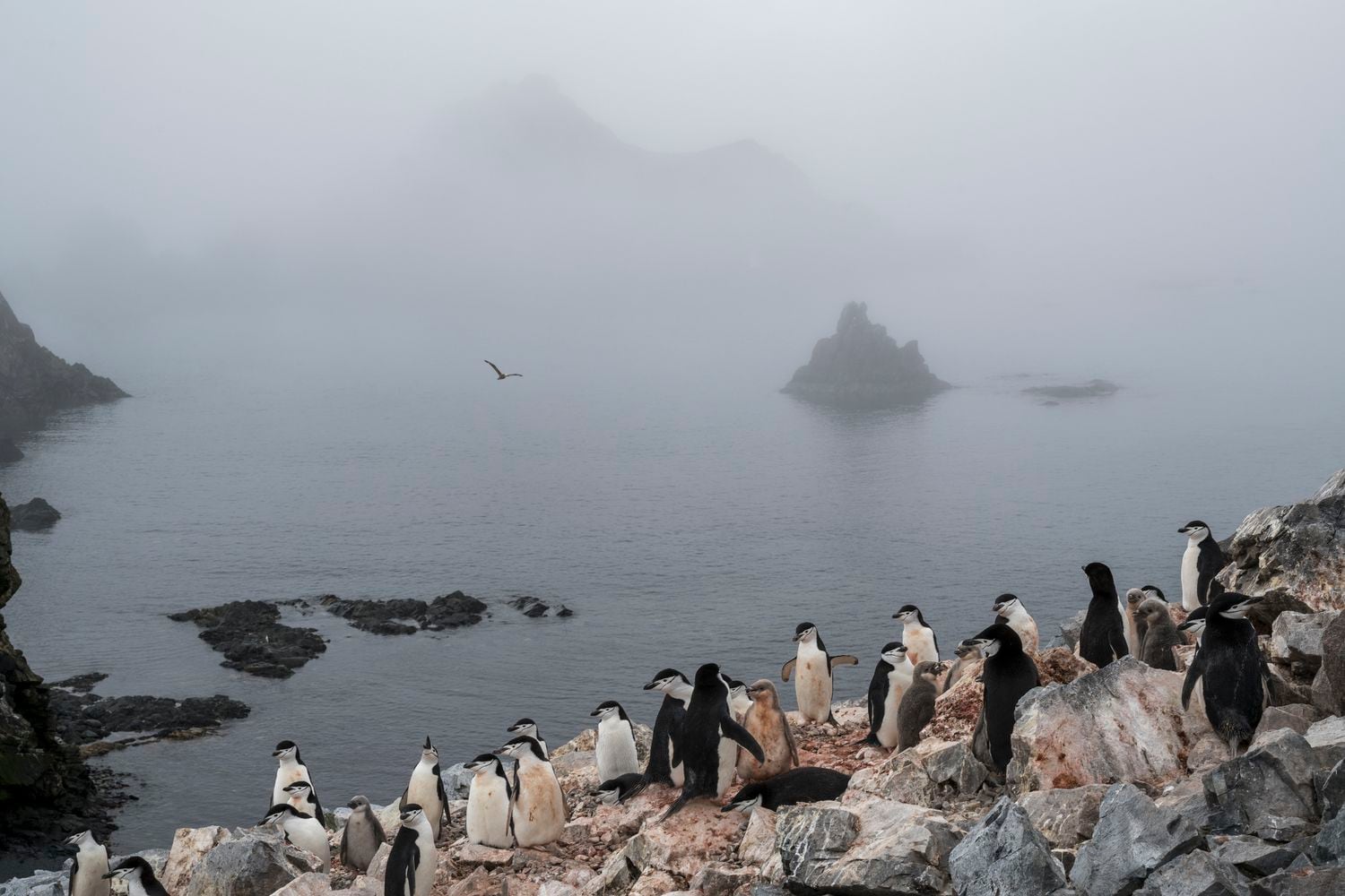 Colônia de pinguins na Low Island, na Antártida.