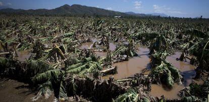 Bananeiras arrasadas pelo furacão Patrícia em Jalisco.