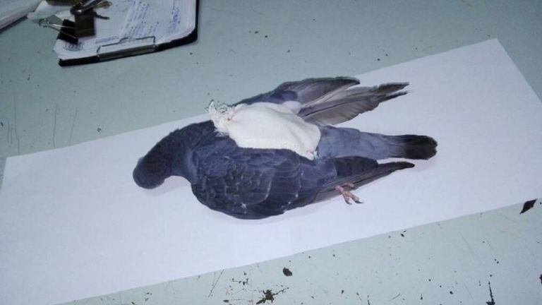 Pomba morta pela polícia em La Pampa