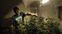 Cultivo particular de maconha em Montevidéu