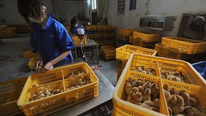 Vários funcionários vacinam pintinhos contra a gripe aviária H9 em uma granja na província chinesa de Anhui.
