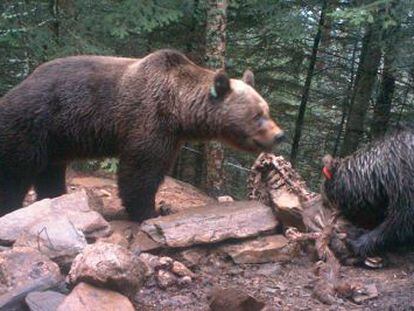 O urso 'Pyros' (esquerda) e a ursa 'Hvala'.