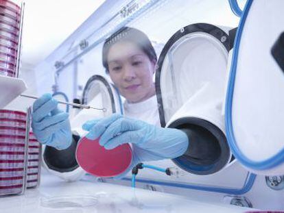 Uma pesquisadora chinesa trabalha em uma incubadora isolada para o cultivo de bactérias.