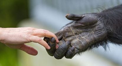 Humanos e primatas compartilham características e qualidades.