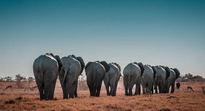 Elefantes no Parque Nacional de Etosha, na Namíbia.