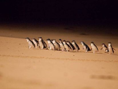 Pinguins-anões na costa sul da Austrália.