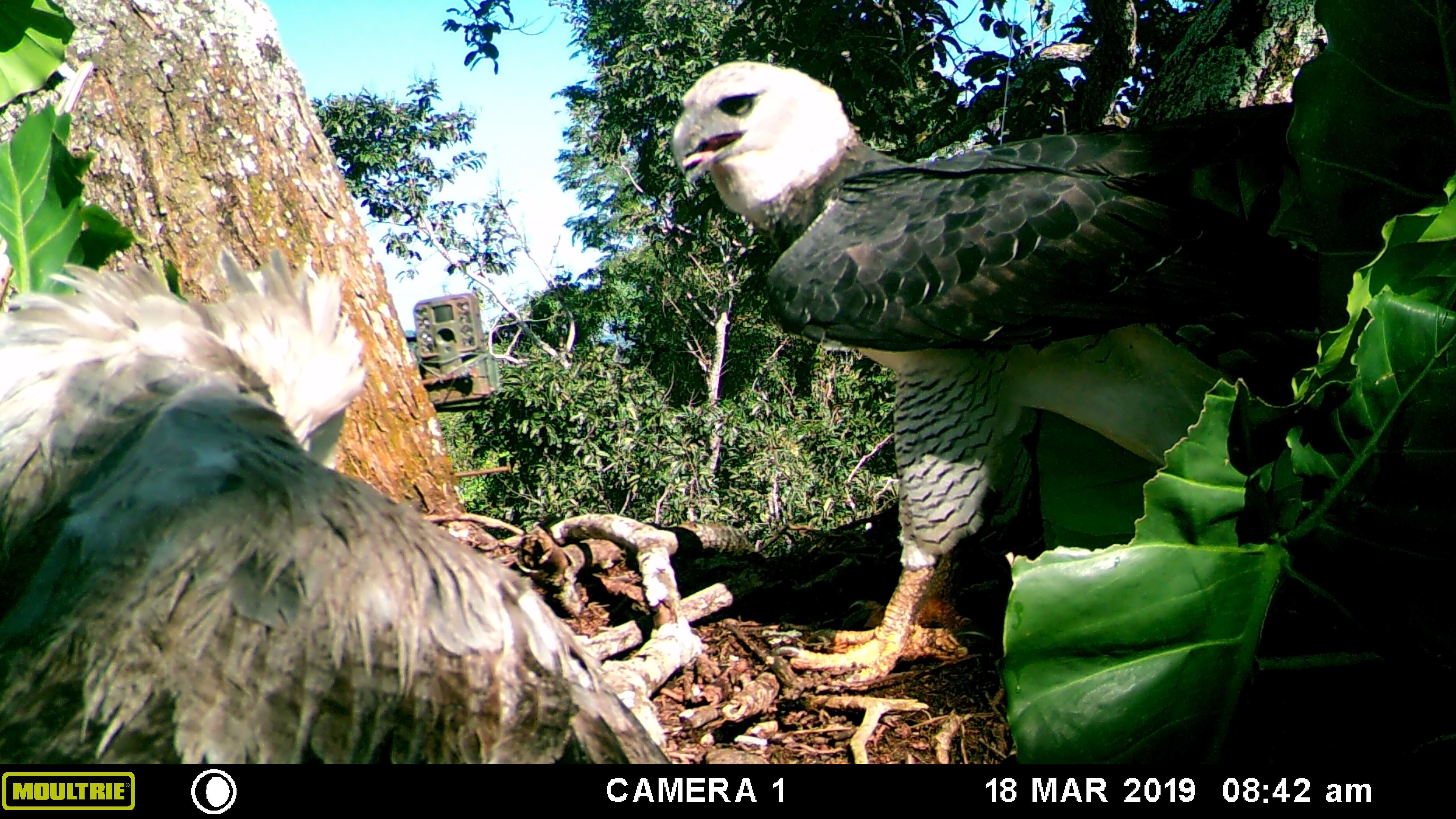 Harpia adulta chega ao ninho sem presa para alimentar seu filhote. 