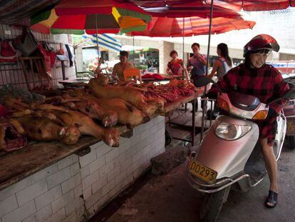 Preparativos do Festival anual da carne de cachorro em Yulin.