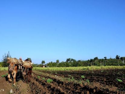 Agricultor em lavoura no Brasil.