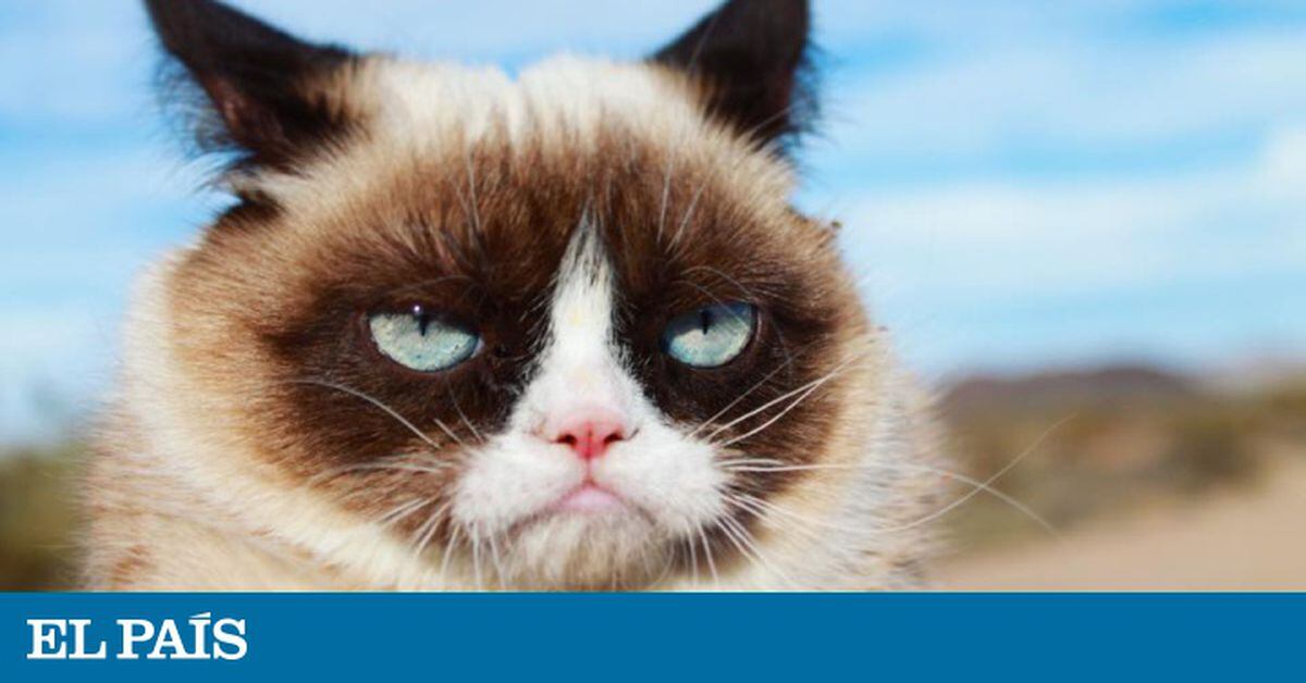 Morre 'Grumpy Cat', a gata celebridade da internet, protagonista