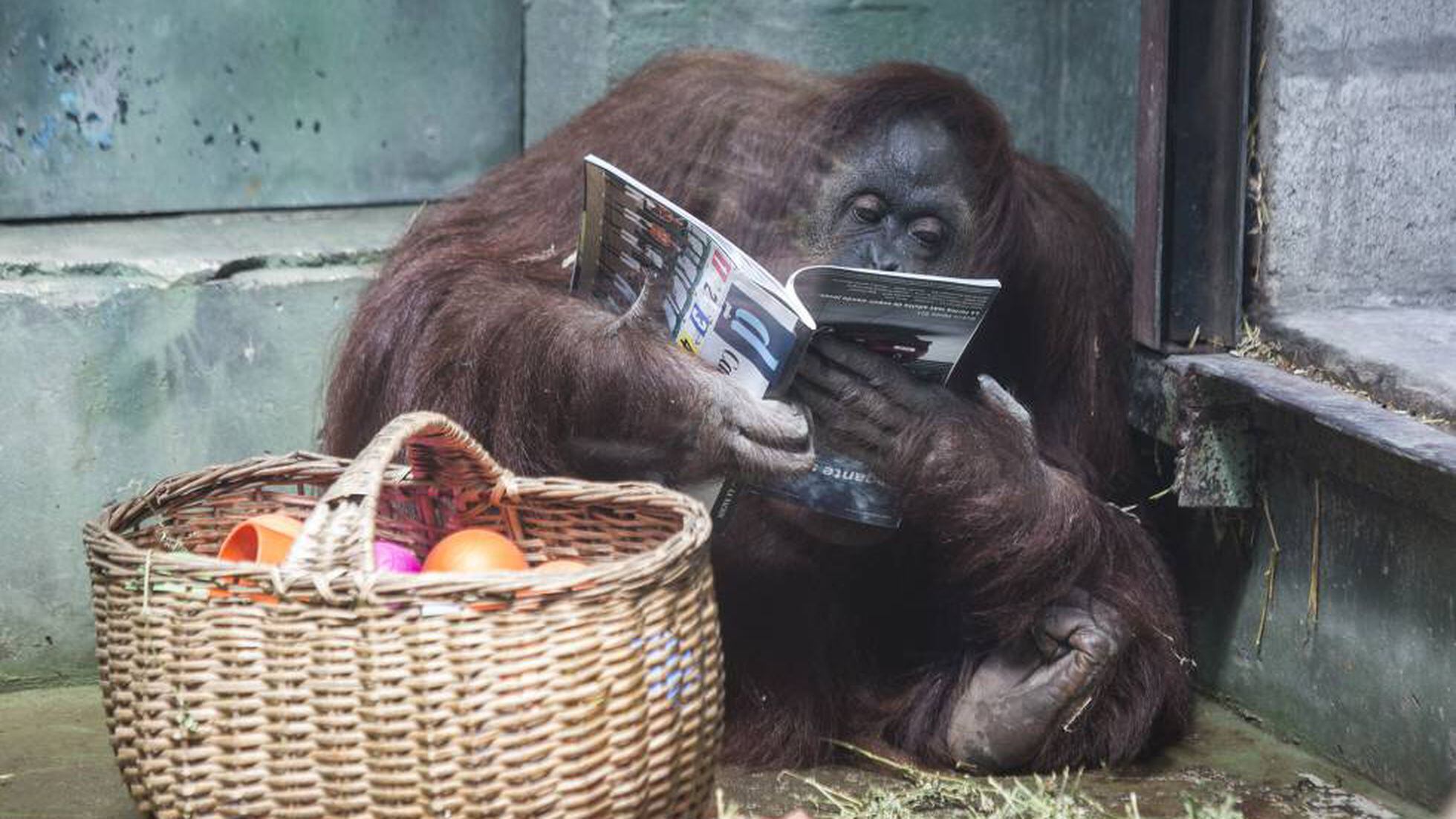 Tédio no zoo: fotógrafo registra bocejo de orangotango