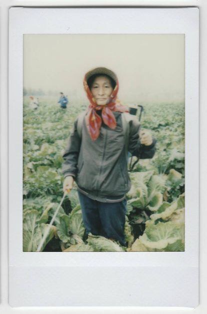 Jo Myong-sim, camponesa que trabalhou por 15 anos na fazenda de produção de vegetais Chilgol, nos arredores de Pyongyang, posa para uma foto, em 24 de outubro de 2014, na plantação de couve, que será colhida e usada para produzir Kimchi em Pyongyang. O mais importante, para ela, é “a unidade familiar”.