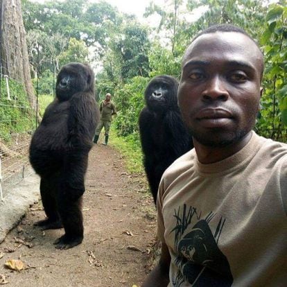 As gorilas Ndeze (esquerda) e Ndakasi (direita) posam com Mathieu. No fundo, seu colega Patrick