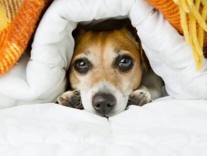 Dilemas modernos: devemos deixar que os cachorros invadem nossos quartos?