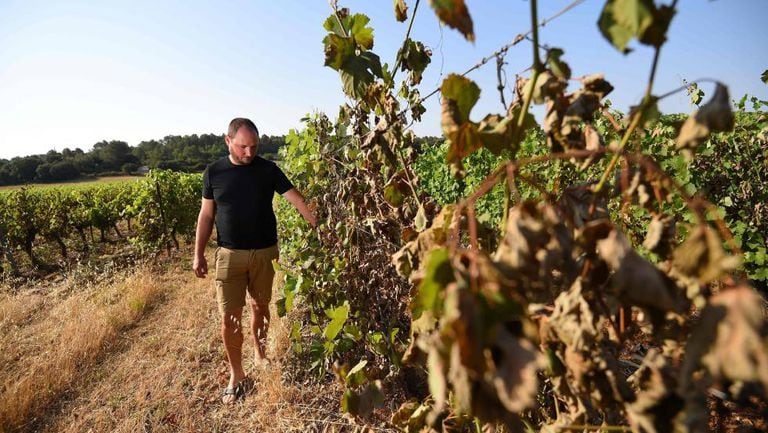 Viticultor em vinhedos de Sussargues, perto de Montpellier (França).