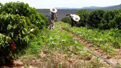 Trabalhadores rurais na Bahia, neste ano.