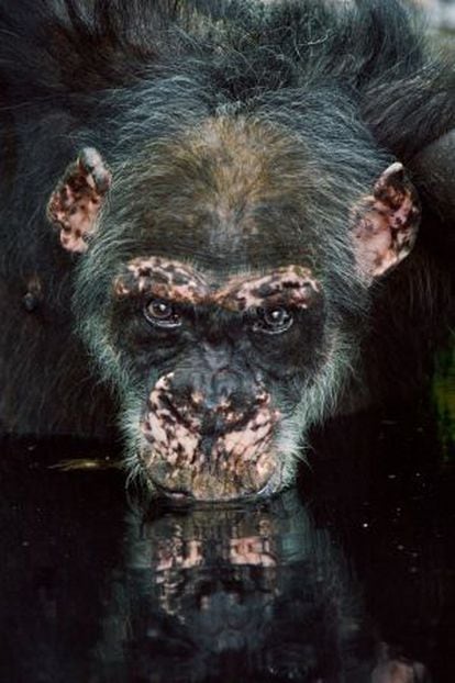 Um velho chimpanzé bebe água em um lago, em Fongoli, no Senegal.