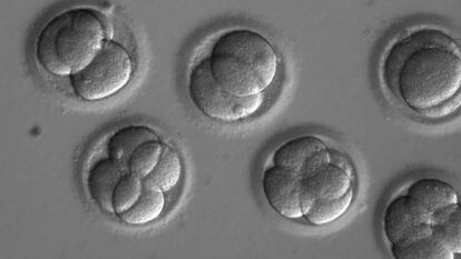 Embriões humanos manipulados