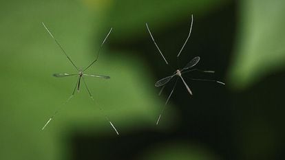 Por que não eliminamos os mosquitos da face da Terra?