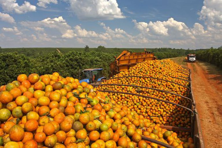 Pomar de laranjas no Estado de São Paulo.