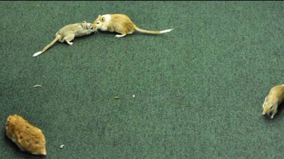 Os roedores que passearam pelo plenário da Câmara durante sessão da CPI da Petrobras em 2015.