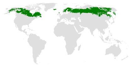 Regiões do planeta onde se encontra a taiga. 
