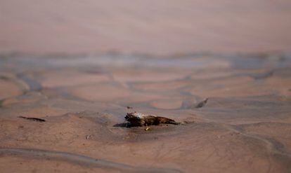 A lama de rejeitos que invadiu o Rio Doce matou centenas de peixes.