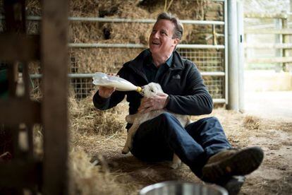 David Cameron alimenta um cordeiro em uma fazenda, domingo passado em Chadlington.