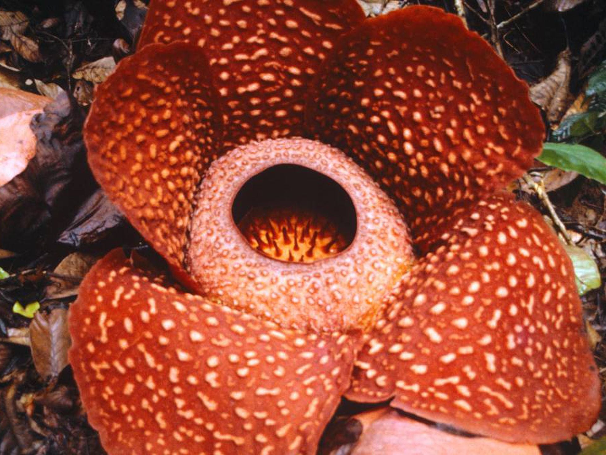 A maior flor do mundo cheira a cadáver | Ciência | EL PAÍS Brasil
