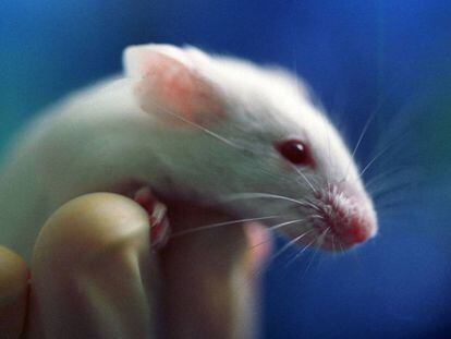 O tratamento experimental teve resultados promissores em roedores.