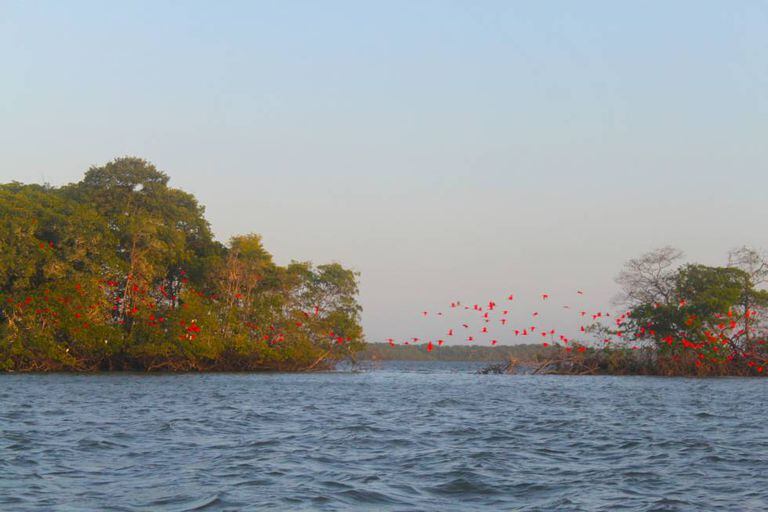 Revoada dos guarás: um 'show' no meio do delta.