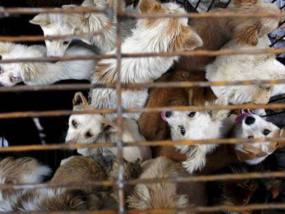 Vários cachorros em uma jaula de um mercado asiático.