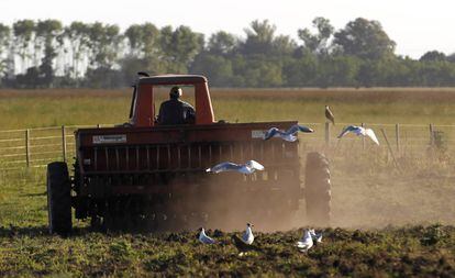 Agricultor conduz um trator em uma plantação de sorgo na província de Buenos Aires.
