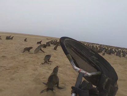Resgate de lobos marinhos na Namíbia pela OCN.