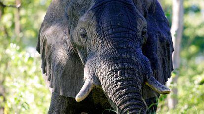 Um elefante no delta do Okavango, em Botsuana